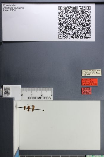 Media type: image;   Entomology 534324